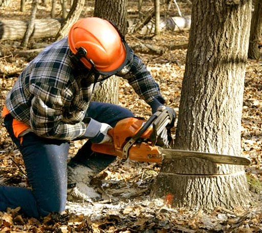 Tree Removal in Higgins Lake, MI
